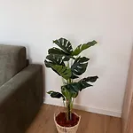 Mediterrane - Milan